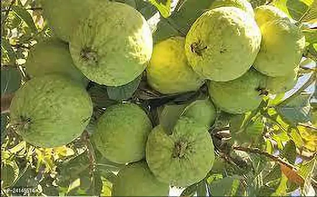 Guava Plant