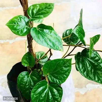 Betel Leaf Plant