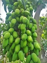 Natural Mango Plant-thumb1