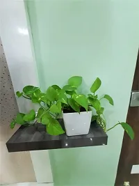 Natural Money Plant-thumb2