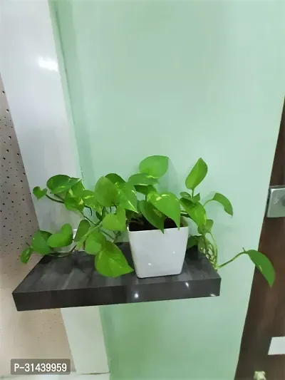 Natural Money Plant-thumb3