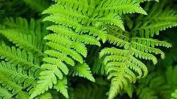 Natural Fern Plant-thumb1