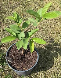 Natural Guava Plant-thumb4