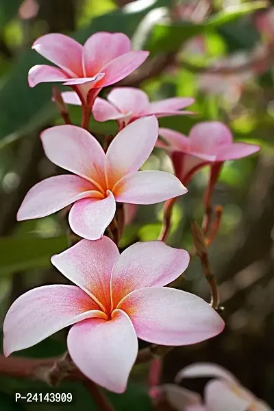 Plumeria Plant