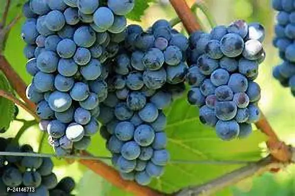 Grapes Plant