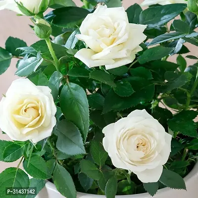 Natural Rose Plant-thumb0