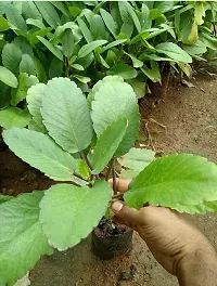 Natural Bryophyllum Pinnatum/Patharchatta Plant-thumb2