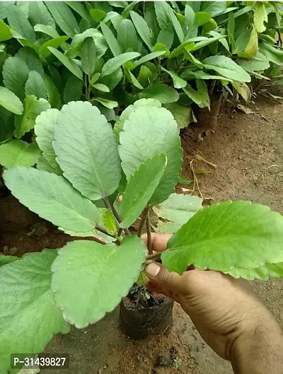 Natural Bryophyllum Pinnatum/Patharchatta Plant-thumb3