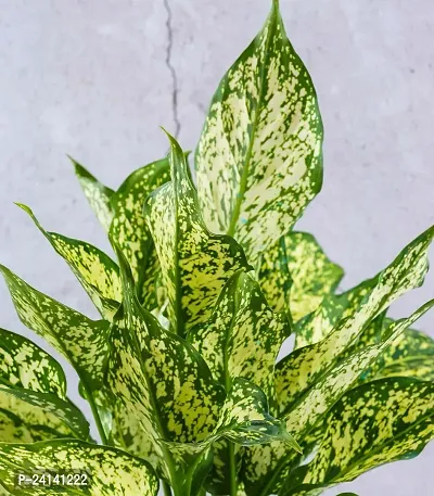 Aglaonema Plant