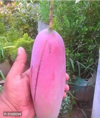 Natural Mango Plant-thumb0