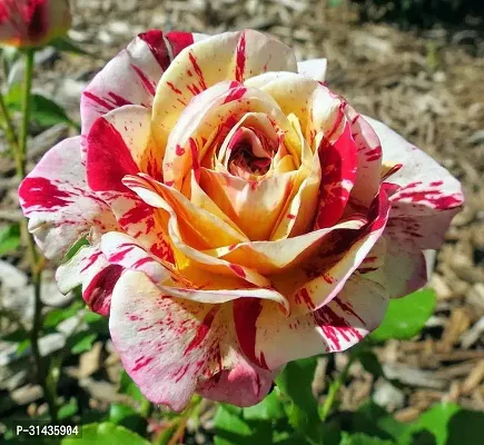 Natural Rose Plant-thumb0