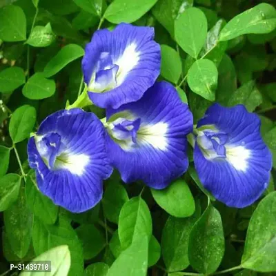 Natural Aparajita/ Butterfly Pea Plant With Pot-thumb0