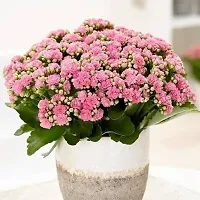 Kalanchoe Plant-thumb1