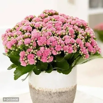 Kalanchoe Plant-thumb2