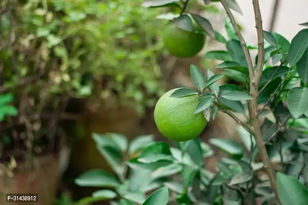 Natural Lemon Plant