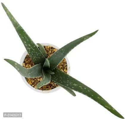 Natural Aloe Vera Plant