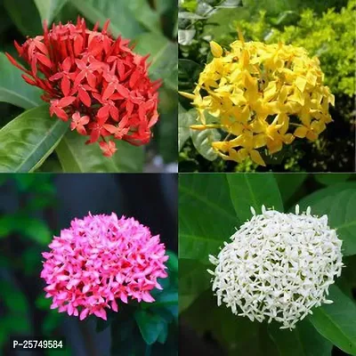 Trothic Ixora/Chethi Plant