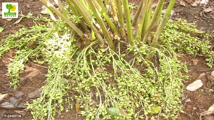 Natural Elaichi - Cardamom Plant