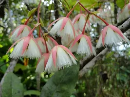 Natural Rudraksha Plant-thumb1