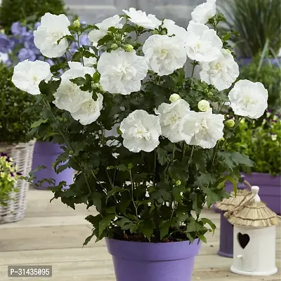 Natural Hibiscus Plant With Pot