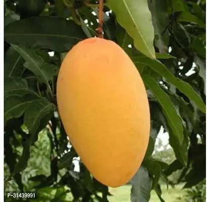 Natural Mango Plant-thumb0