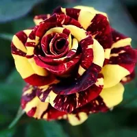 Natural Rose Plant-thumb1