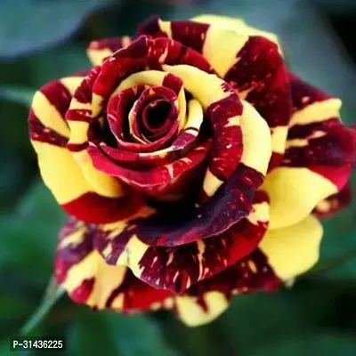 Natural Rose Plant-thumb2