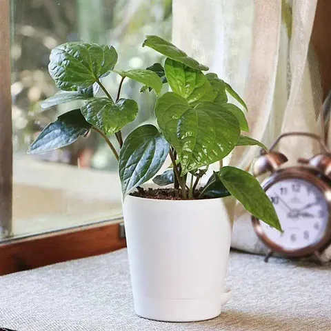 Limited Stock!! Plant & Planters 