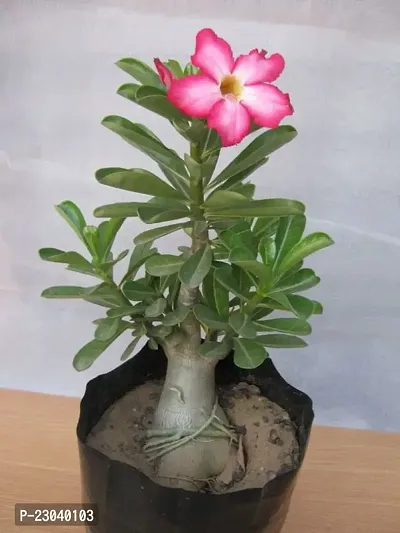 Natural Willvine Adenium Obesum Desert Rose Double White W- Red Strip-Lxi-156 Seed-thumb0