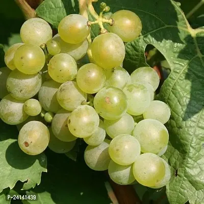 Grapes Plant