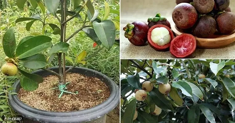 Natural Mangosteen Plant-thumb0