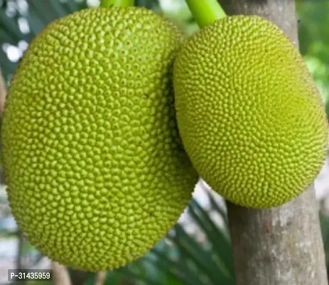 Natural Jackfruit Plant-thumb0