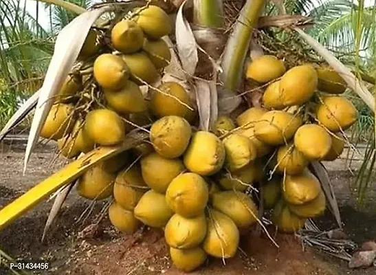 Natural Coconut Plant