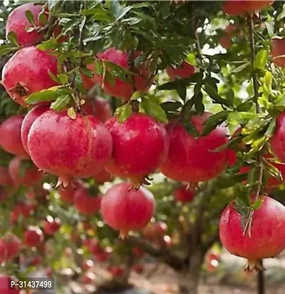 Natural Pomegranate Plant-thumb2