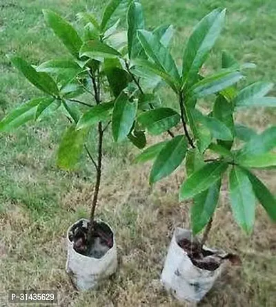 Natural Rudraksha Plant