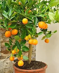 Natural Orange Plant-thumb2