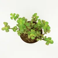 Natural Jade Plant-thumb2