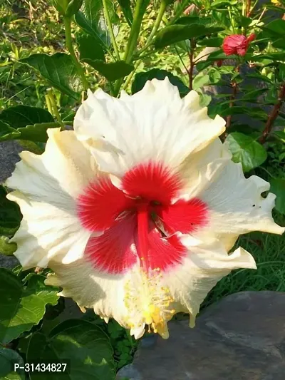 Natural Hibiscus Plant