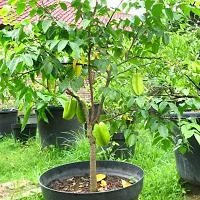 Natural Star Fruit Carambola Grafted Plant-thumb2