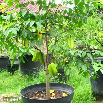 Natural Star Fruit Carambola Grafted Plant-thumb3