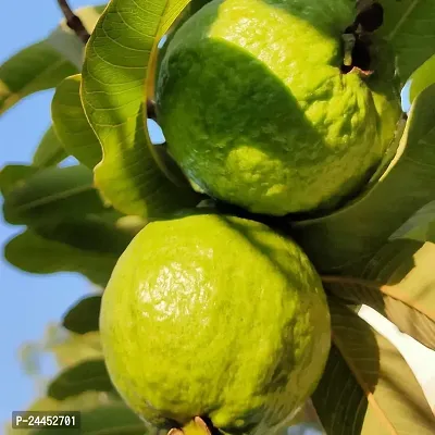 Natural Guava Plant-thumb0