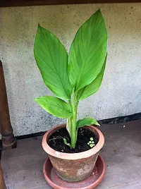 Natural Turmeric Plant-thumb4