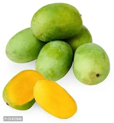 Natural Mango Plant-thumb2