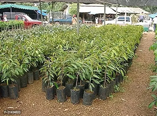 Natural Duranta Erecta Plant-thumb2