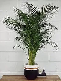 Natural Areca Palm Plant-thumb3