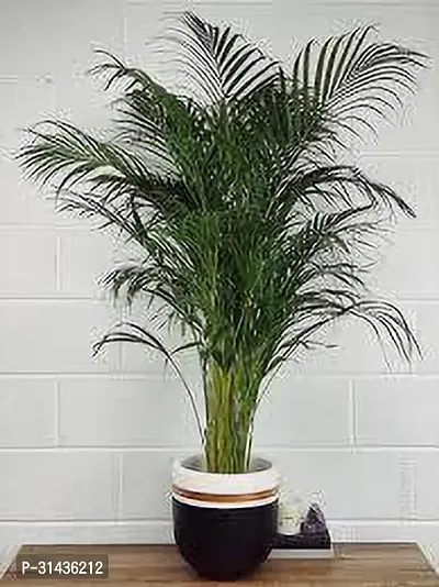 Natural Areca Palm Plant-thumb4