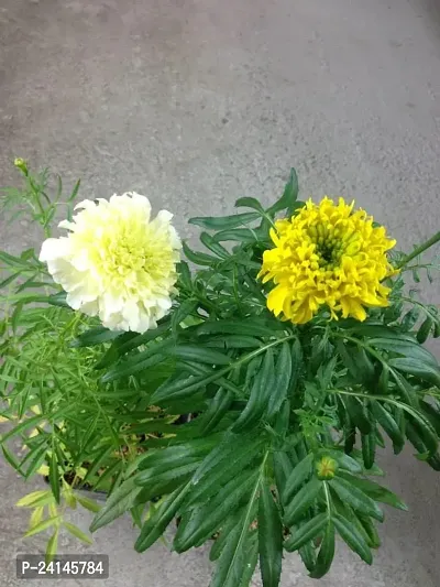 Marigold Plant