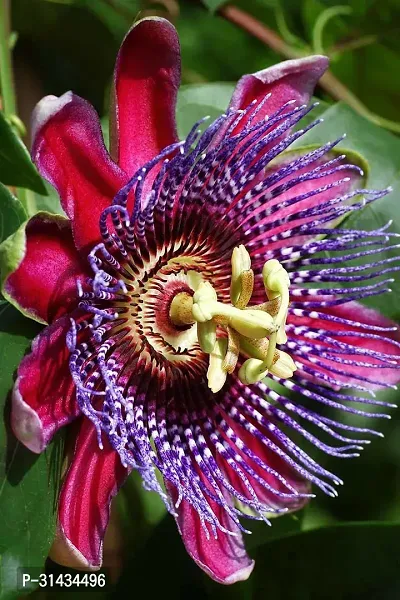 Natural Passion Plant