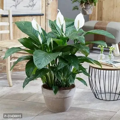 Natural Peace Lily Plant-thumb0