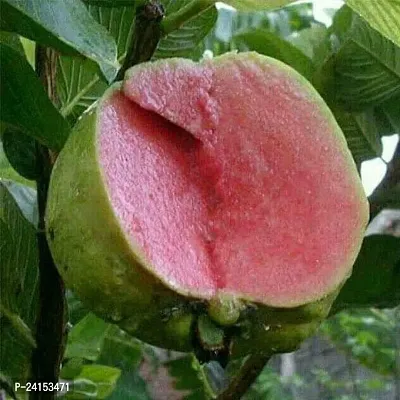 Guava Plant